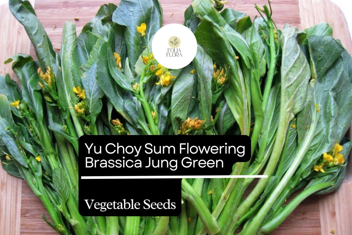 Choy Sum Seeds 500+ | Brassica rapa var. parachinensis | Asian Greens for Garden, Stir-Fry, Soup