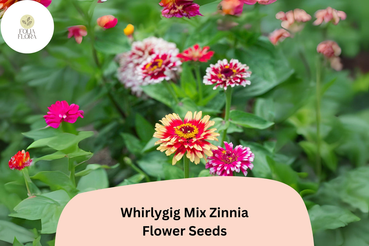 Whirlygig Mix Zinnia Seeds – Bi-Color Flower Seeds for Garden Borders & Cut Flowers – Zinnia elegans