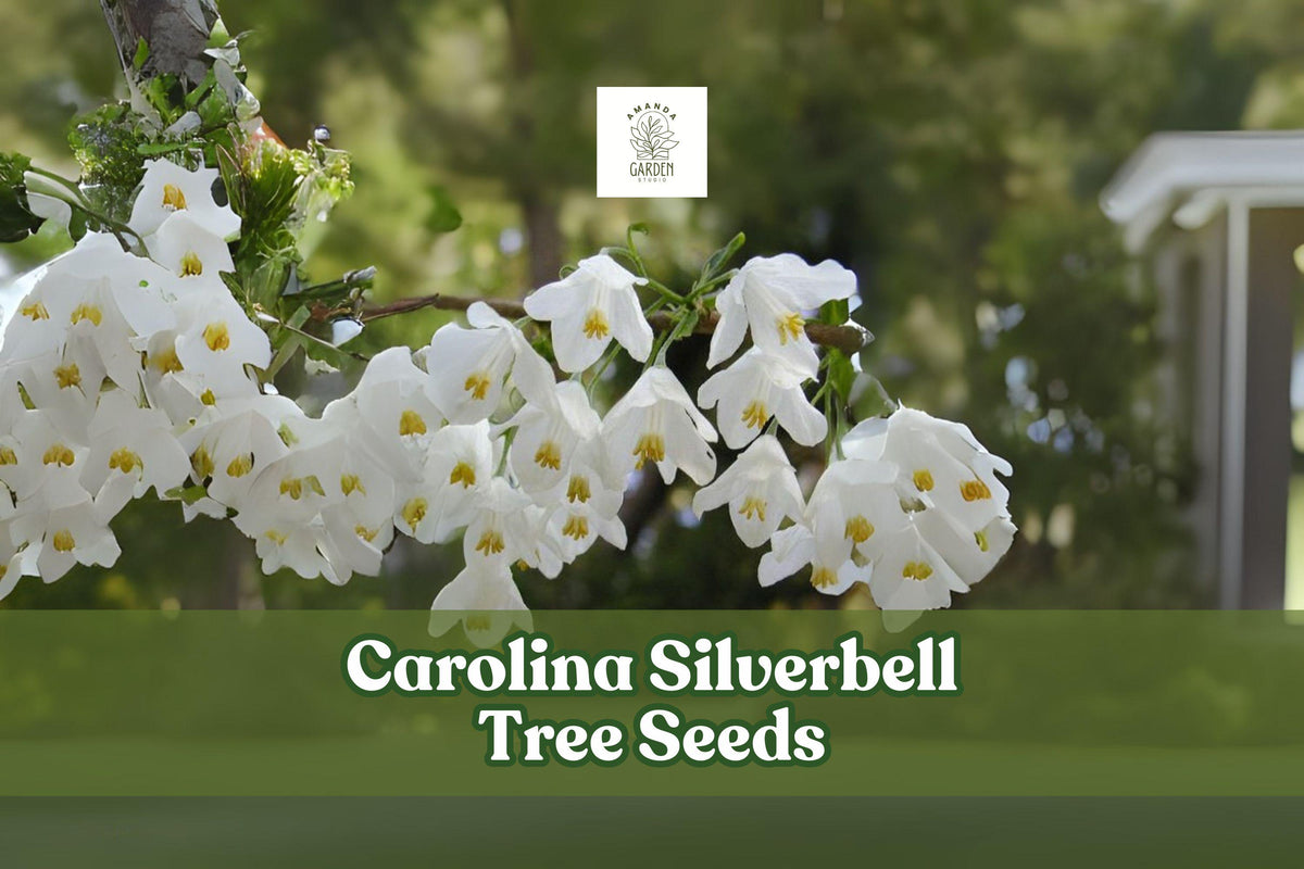 Carolina Silverbell Tree Seeds – Halesia carolina – White Bell Flowers – Ornamental Native Tree for Gardens & Landscaping
