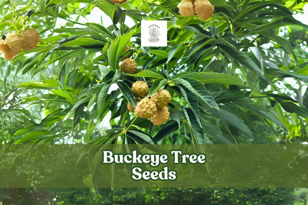Ohio Buckeye Tree Seeds – Aesculus glabra – Native Deciduous Shade Tree for Gardens & Landscaping