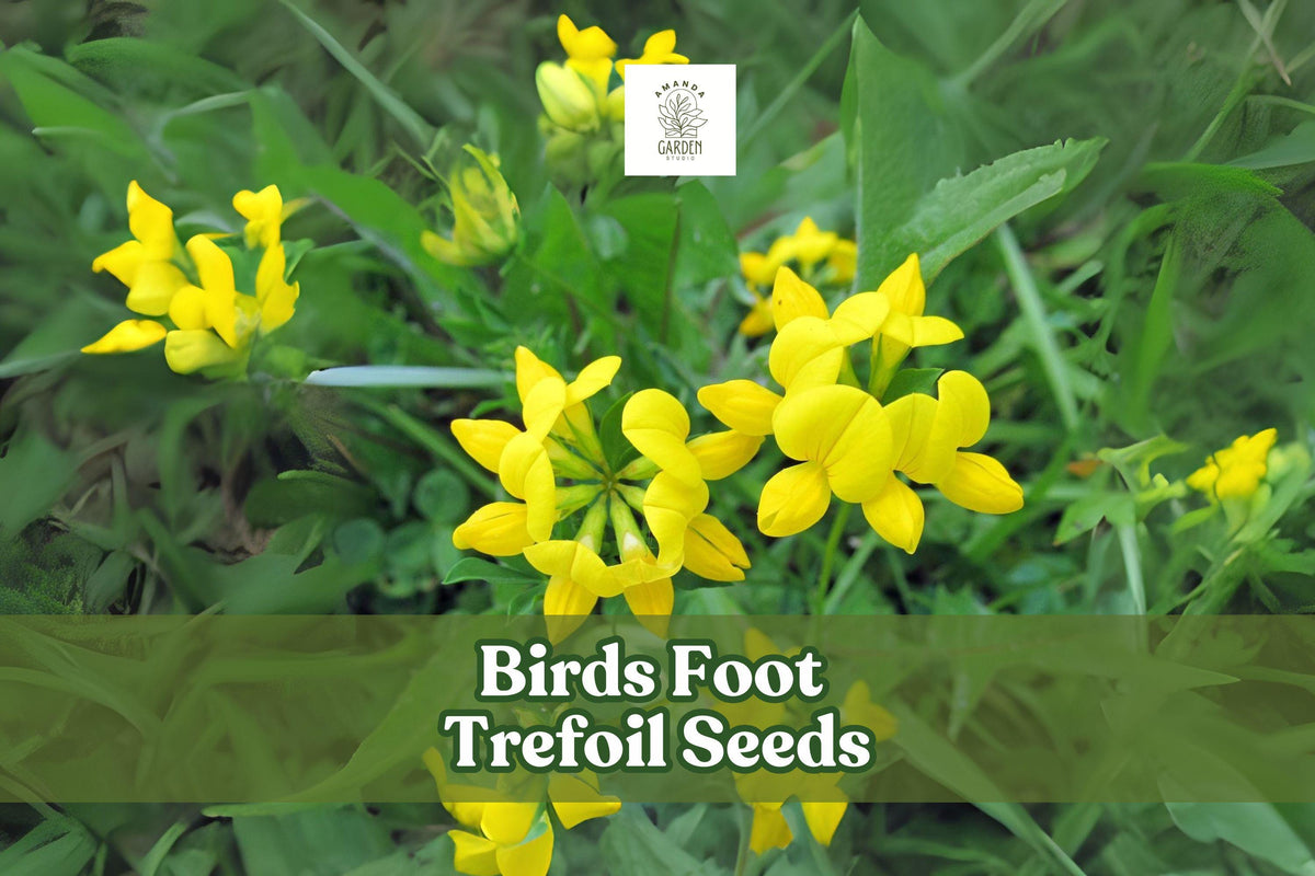 Birds Foot Trefoil Seeds – Lotus corniculatus – Yellow Wildflower Groundcover – Perennial Pollinator Plant