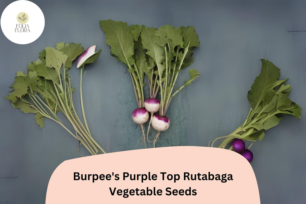 Rutabaga Seeds 500+ Burpee’s Purple Top Heirloom Brassica napobrassica Cool-Season Root Crop