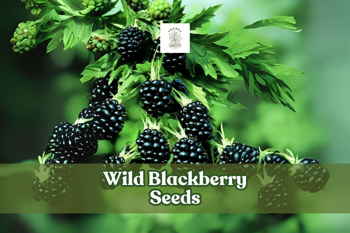 200 Wild Blackberry Seeds – Non-GMO Fruit Seeds for Edible Gardens – Rubus sp. – Grow Delicious Blackberries in USA