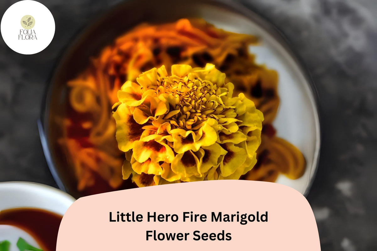Fire Marigold Seeds, Tagetes Patula, Red-Orange Blooms, Dwarf French Marigold, Edging, Containers, Full Sun, 25+ Seeds