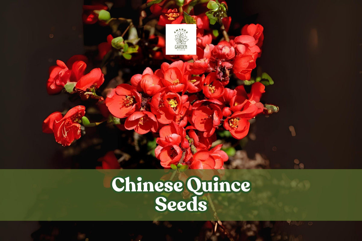 Chinese Quince Seeds – 20 Non-GMO Chaenomeles sinensis Ornamental Flowering Fruit Tree for Garden, Bonsai & Landscaping