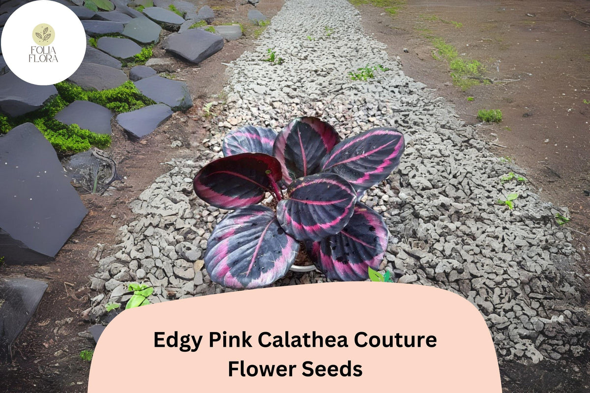 25+ Edgy Pink Calathea Seeds | Exotic Tropical Houseplant with Pink Accented Foliage | Calathea roseopicta 'Edgy Pink'