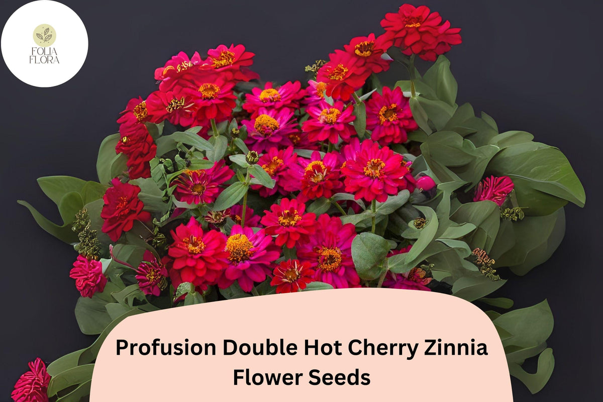 Profusion Double Hot Cherry Zinnia Seeds – Compact Cherry-Pink Annual Flower for Borders, Containers, Pollinator Gardens, Zinnia hybrida