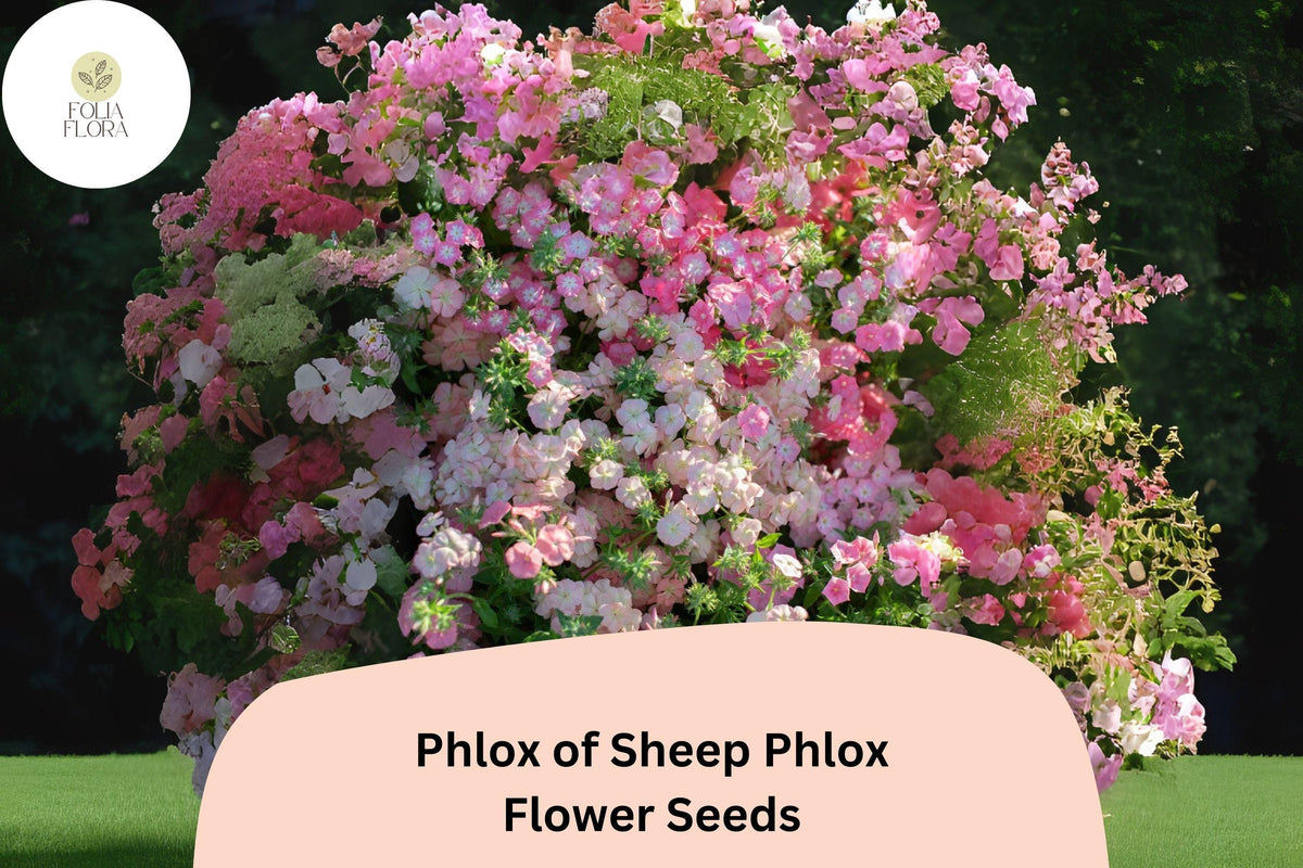 Pink Creeping Phlox Seeds | Groundcover Perennial for Rock Gardens & Slopes | Phlox subulata, Soft Pink Blooms