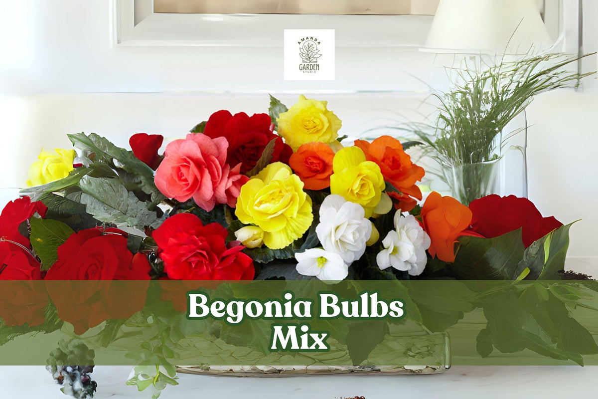 Mixed Begonia Bulbs – Colorful Summer Flowering Bulb Pack for Shade Gardens and Containers