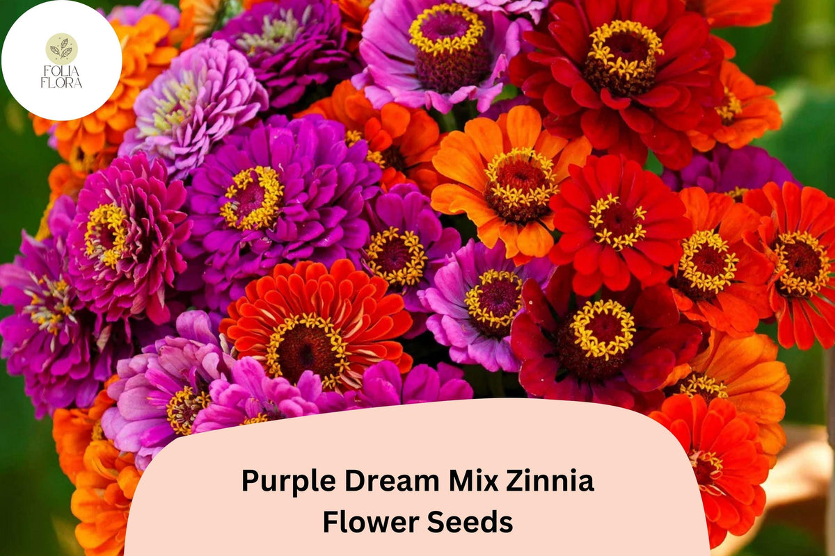 Purple Dream Mix Zinnia Seeds – Vibrant Purple & Violet Blooms, Annual Flower for Gardens, Cut Flowers & Pollinator Attraction