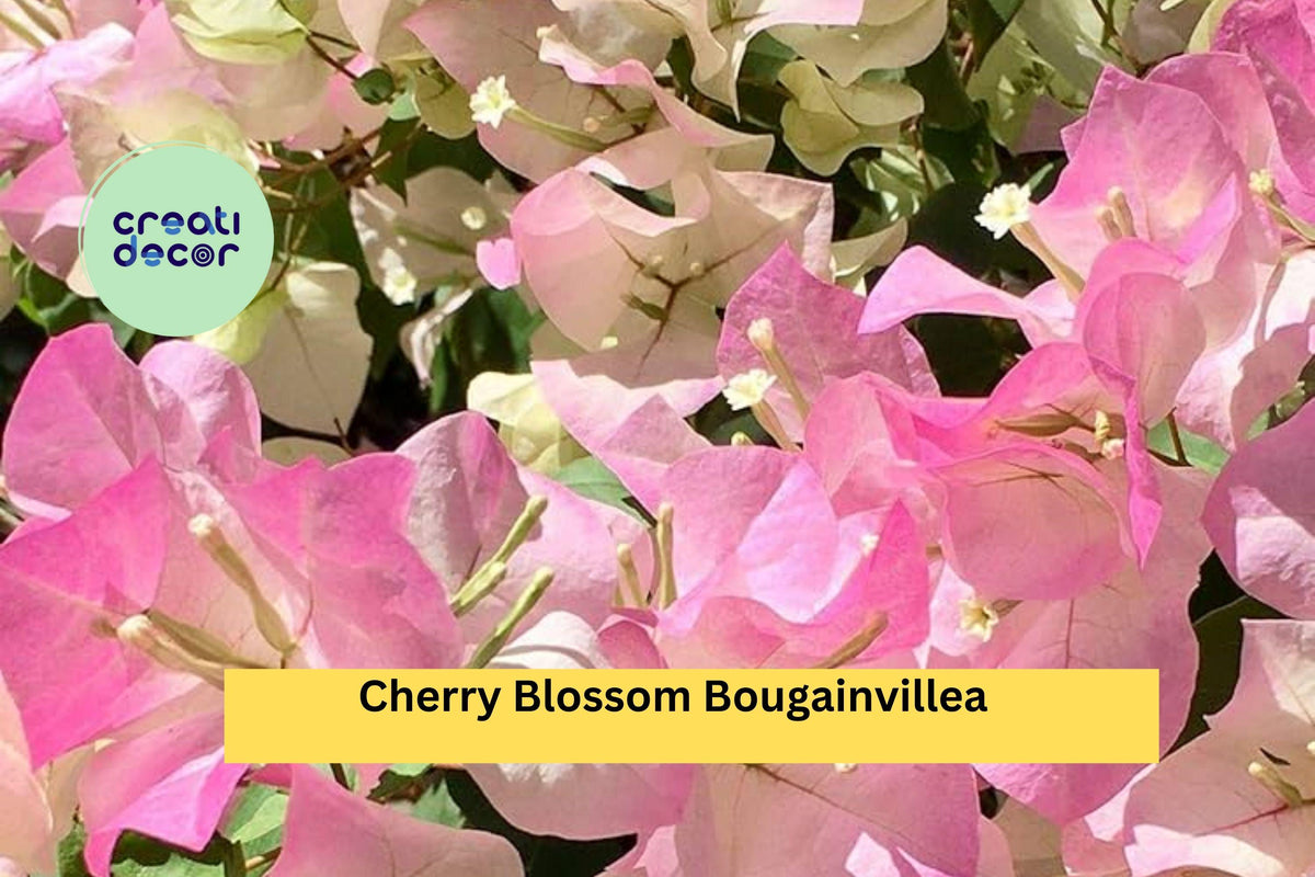 Cherry Blossom Bougainvillea Live Rooted Starter Plug Plant – Tropical Pink Flowering Vine for Patio, Garden, Trellis, or Hanging Basket