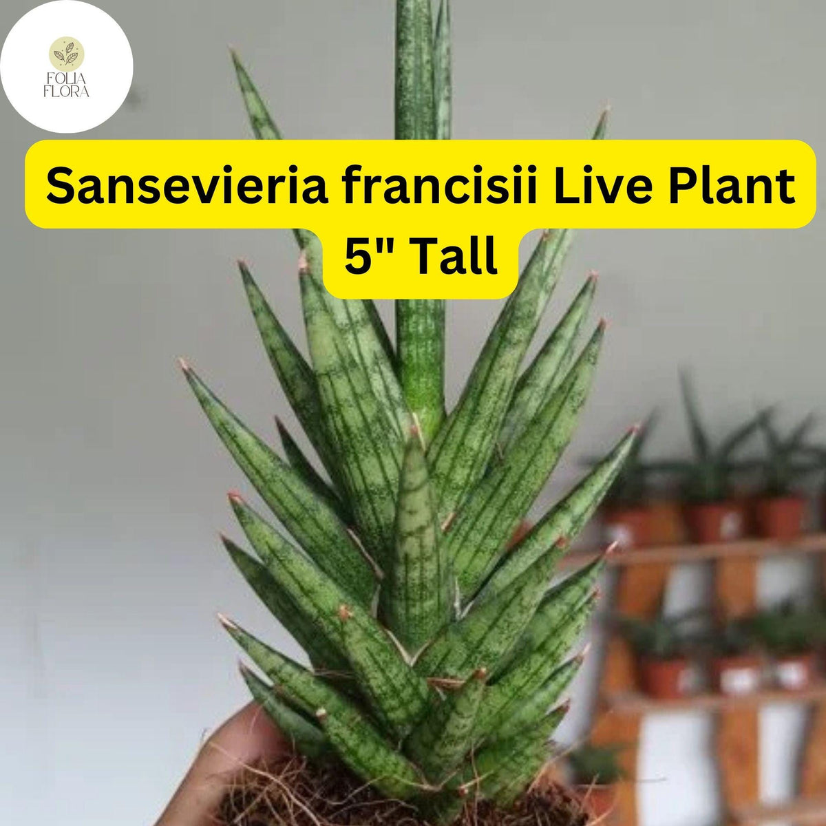 Sansevieria francisii Live Succulent Plant - Drought-Tolerant Snake Plant with Spiky Green Leaves