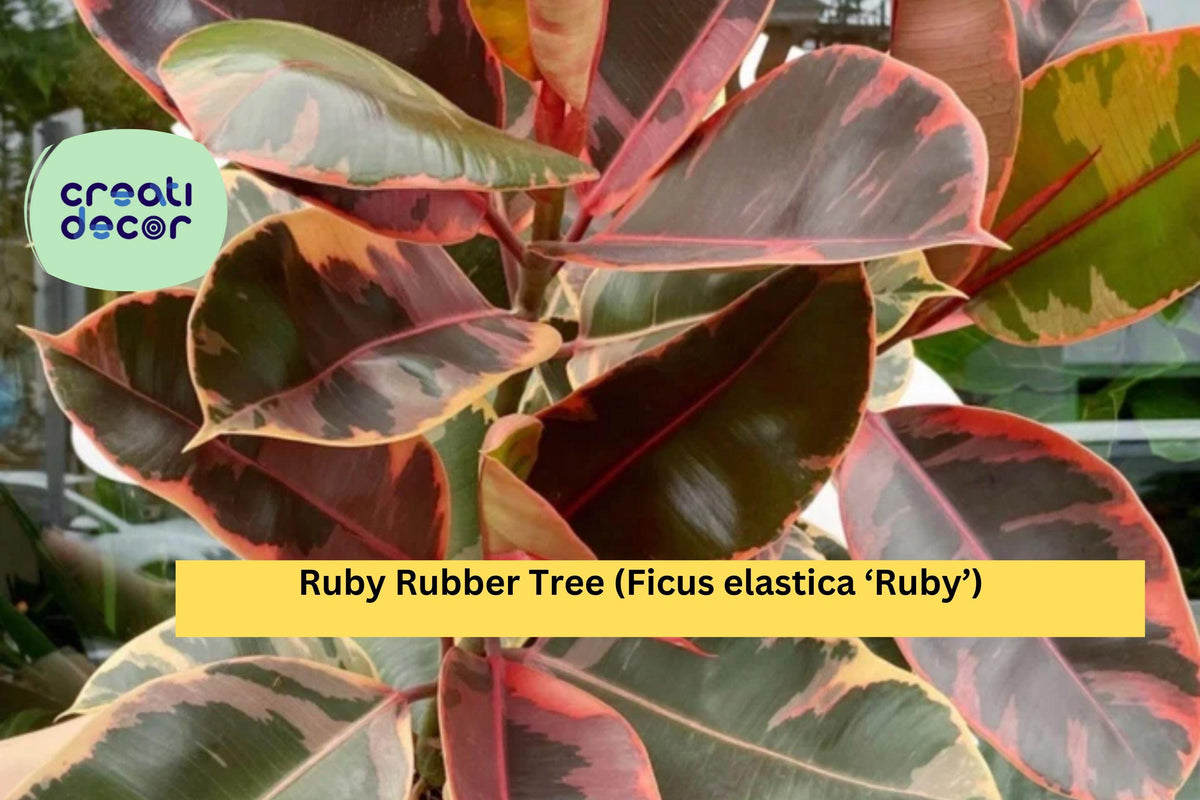 Ruby Rubber Tree Houseplant – Small Rooted Ficus elastica ‘Ruby’ with Pink, Cream, Green Variegated Foliage