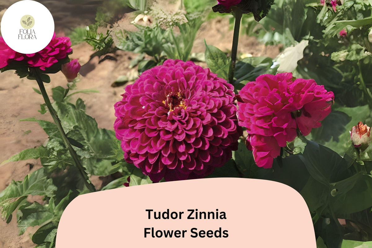 Tudor Zinnia Seeds – Bi-Color Zinnia elegans for Cut Flower Garden, Annual, Bright Contrasting Blooms