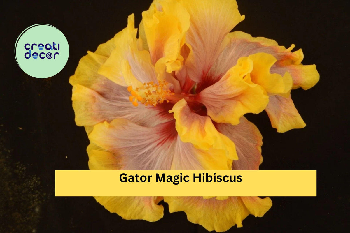 Gator Magic Hibiscus Live Rooted Starter Plant – Tropical Hibiscus rosa-sinensis Hybrid with Vibrant Flowers for Patio or Garden