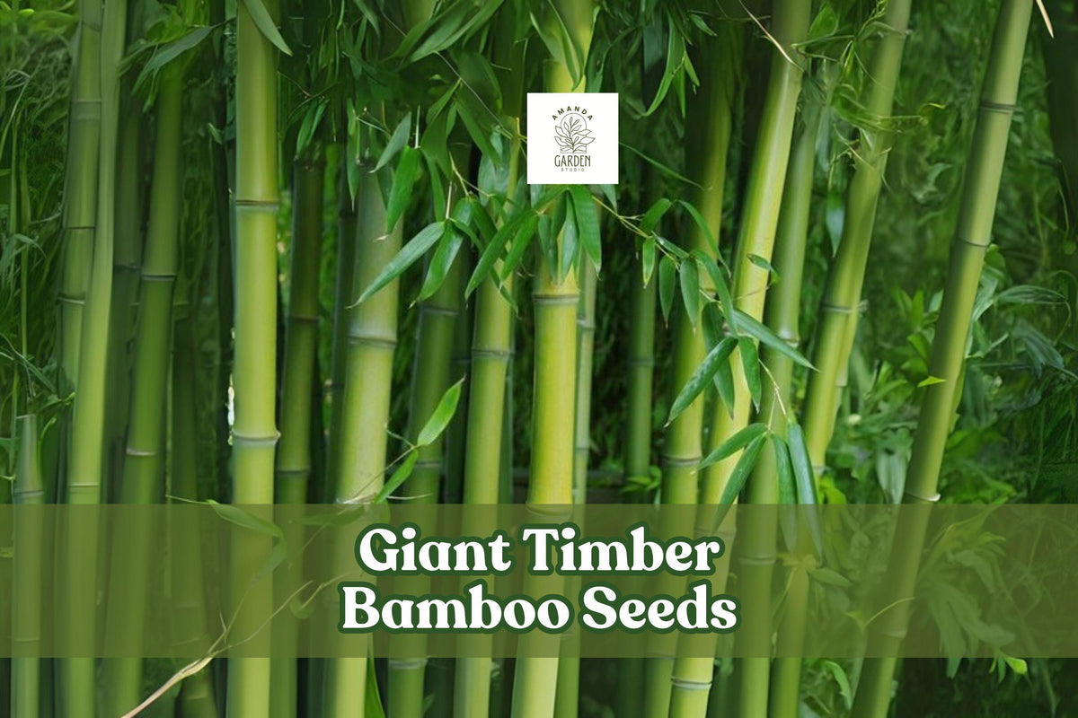 Giant Timber Bamboo Seeds – Fast Growing Exotic Privacy Screen, Ornamental Landscape, Bambusa oldhamii