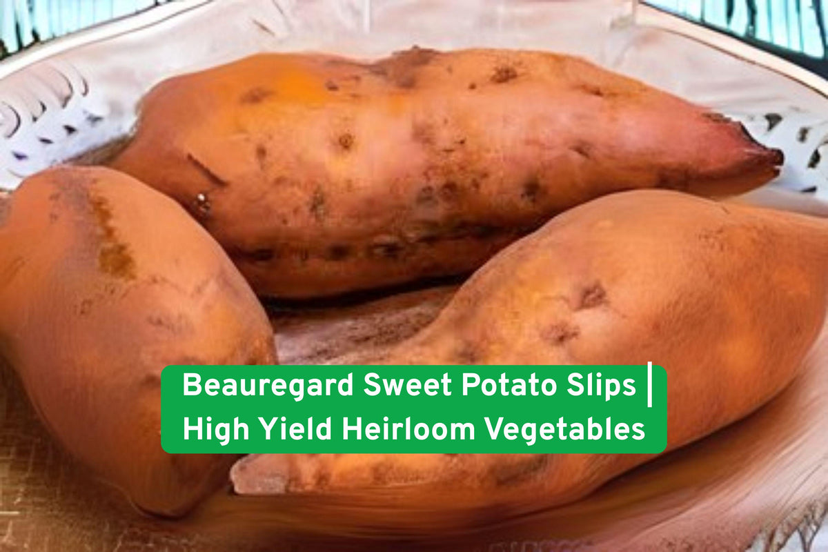 Beauregard Sweet Potato Slips - High Yield Heirloom Garden Plants, Non-GMO, Orange-Fleshed Roots, Easy to Grow, 3 Pack
