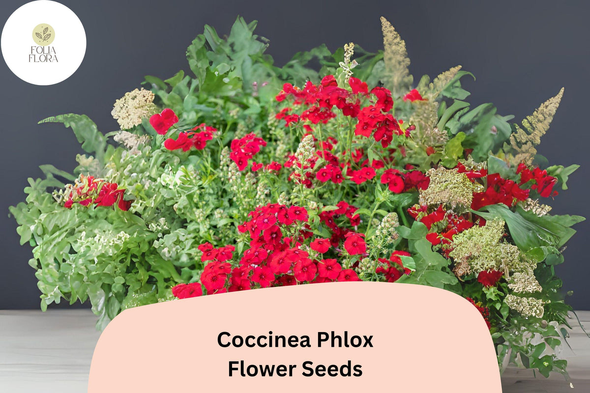 Scarlet Coccinea Phlox Seeds | Annual Flower with Red Blooms | Phlox drummondii var. coccinea