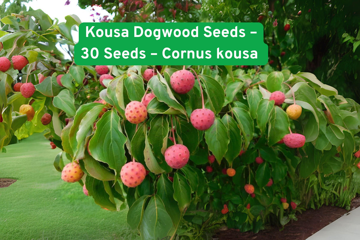 Kousa Dogwood Seeds – Ornamental Tree with Red Stems, White Blooms, Fall Foliage, Cornus kousa, 30 Seeds