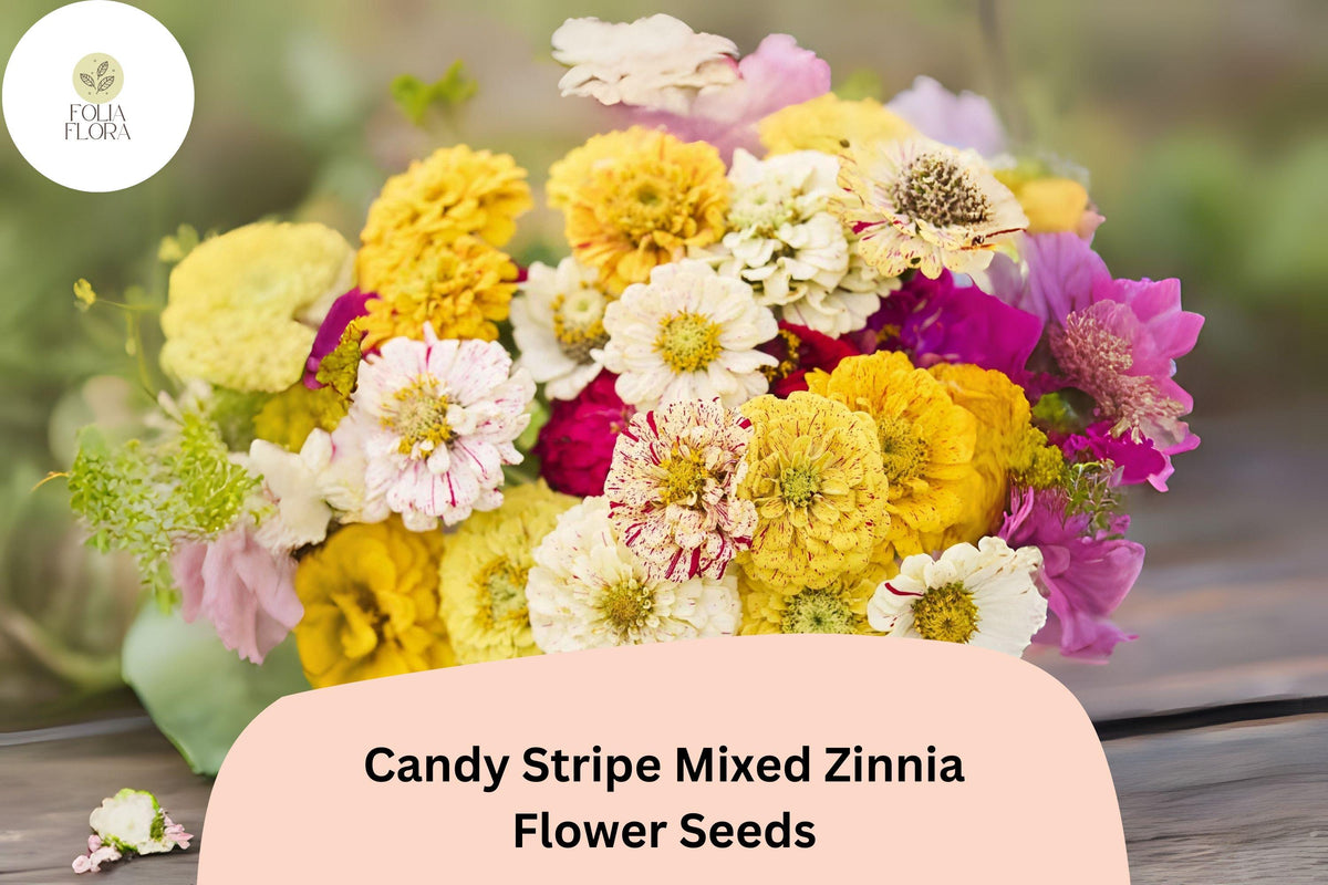 Candy Stripe Mix Zinnia Seeds – Colorful Bicolor Blooms for Summer Gardens & Bouquets – Zinnia elegans
