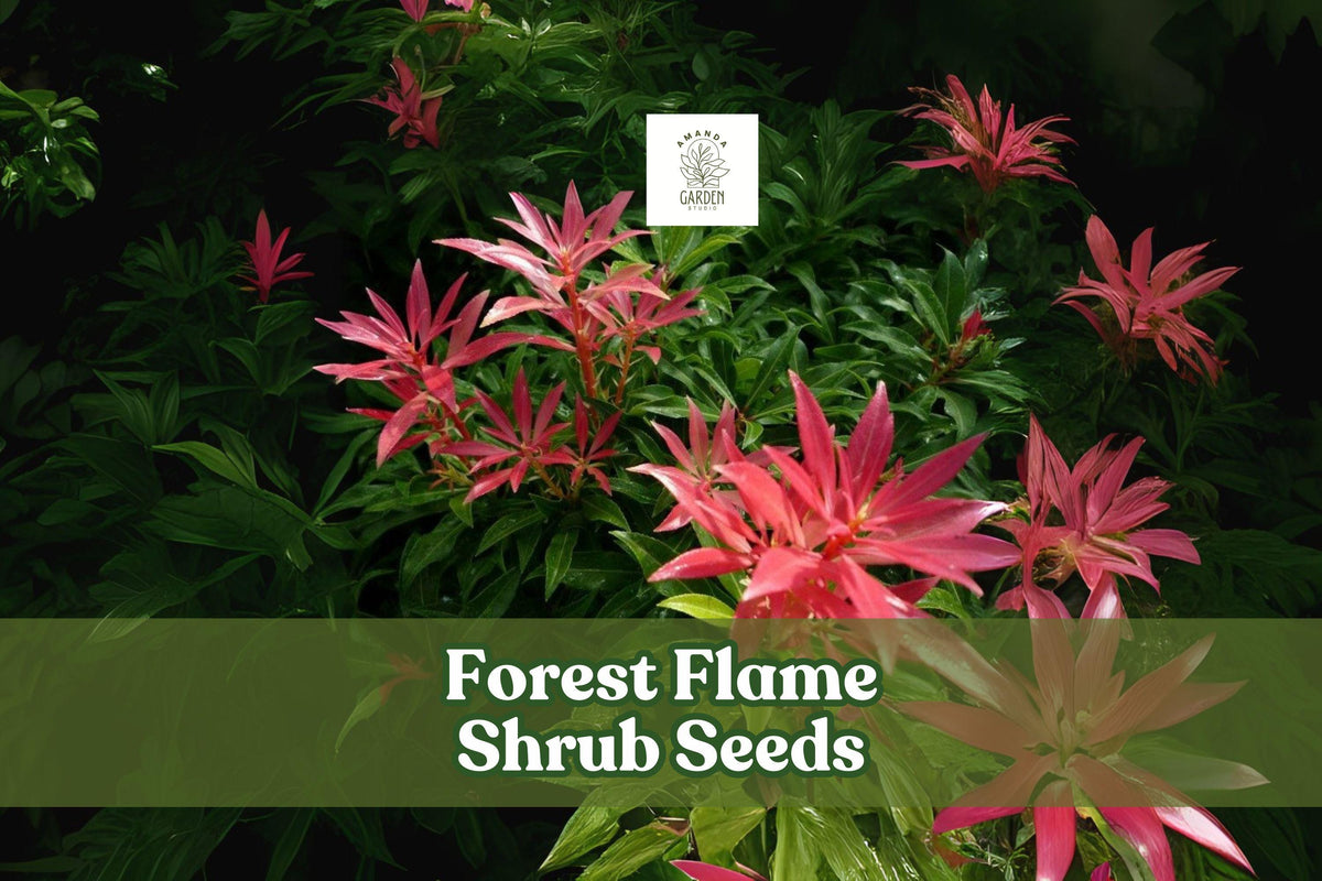 Forest Flame Shrub Seeds – Pieris japonica – Evergreen Ornamental Shrub with Red New Growth and White Spring Flowers