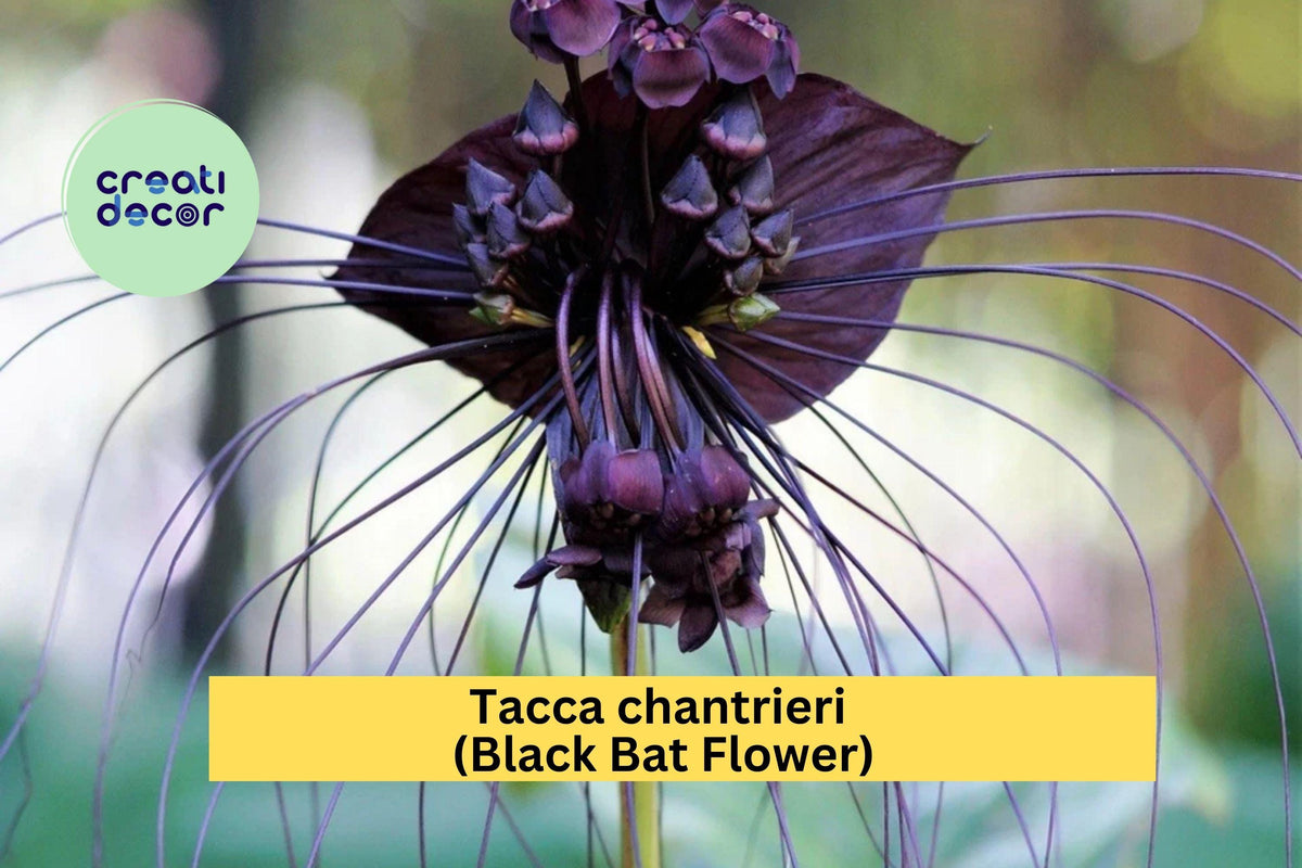 Black Bat Flower Live Rooted Plant | Exotic Tacca chantrieri with Unique Black Blooms | Tropical Perennial Flower
