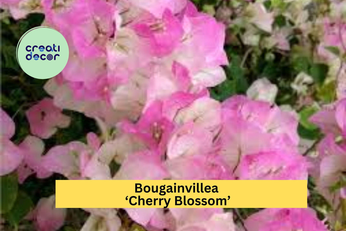 Bougainvillea ‘Cherry Blossom’ Live Rooted Starter Plant – Pink Flowering Vine for Garden, Patio, Container, Bougainvillea spectabilis hybrid