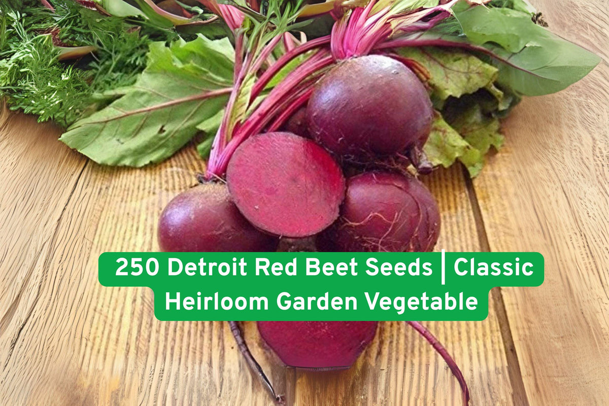 Detroit Red Beet Seeds – Heirloom Non-GMO Vegetable Seeds for Gardening, 250+ Red Root & Greens, Easy to Grow, USA Grown
