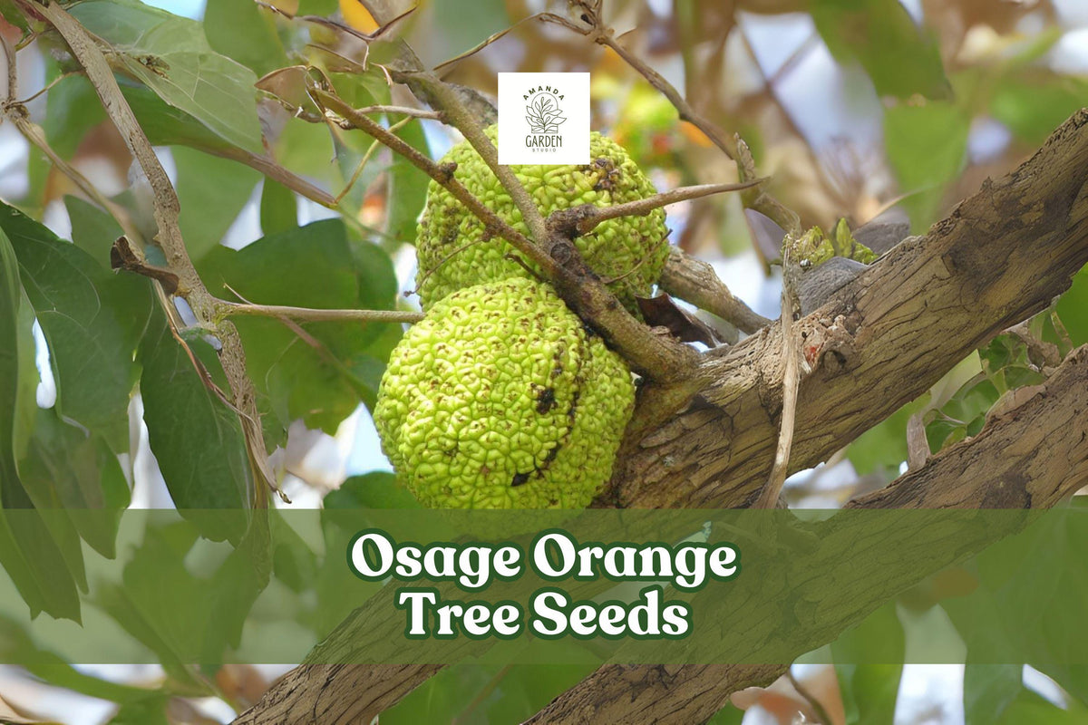 Osage Orange Tree Seeds – Maclura pomifera – Hardy Hedge & Ornamental Tree with Green Fruit, Deciduous, Full Sun, 20 Seeds