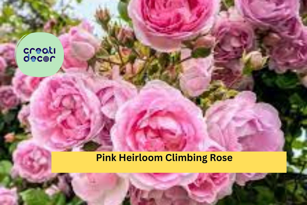 Pink Heirloom Climbing Rose Cuttings – Live Stem Propagation Set of 5, Fragrant Pink Blooms, Rosa Heirloom Climbing Group