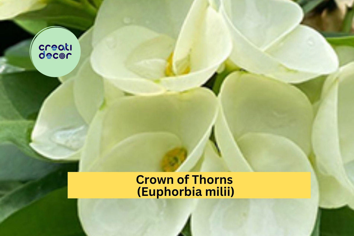Crown of Thorns Cutting | Unrooted Euphorbia milii Succulent with White Flowers for Propagation & Indoor Gardening