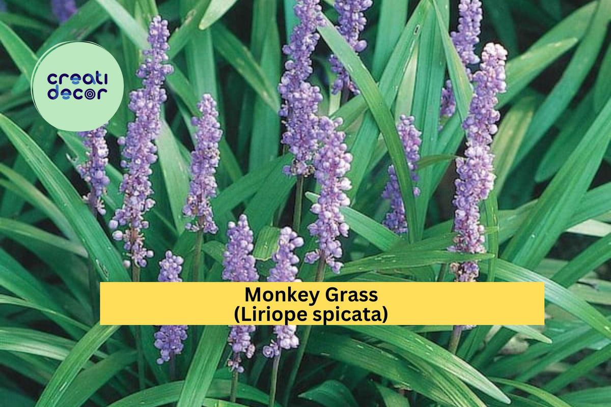 Monkey Grass Plants | 40 Bare Root Liriope spicata Evergreen Ground Cover for Borders & Landscaping