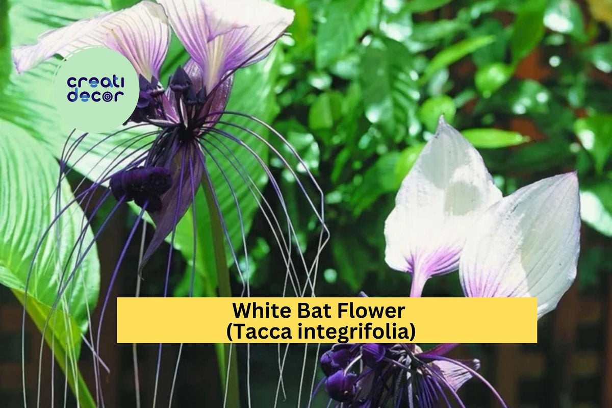 White Bat Flower Plant | Small Rooted Starter | Tacca integrifolia Exotic Tropical Perennial for Indoor or Outdoor Growing