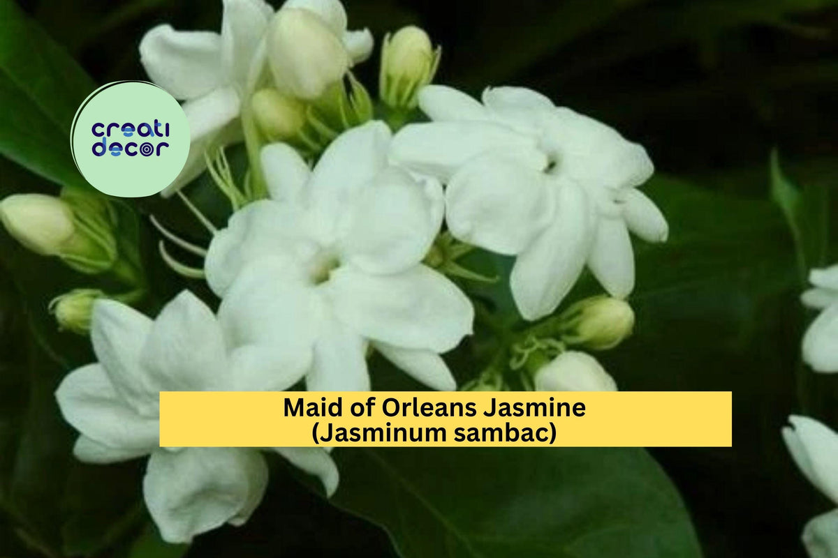 Maid of Orleans Jasmine Plant | Rooted Starter | Fragrant White Flowers | Jasminum sambac | Indoor & Garden Vine