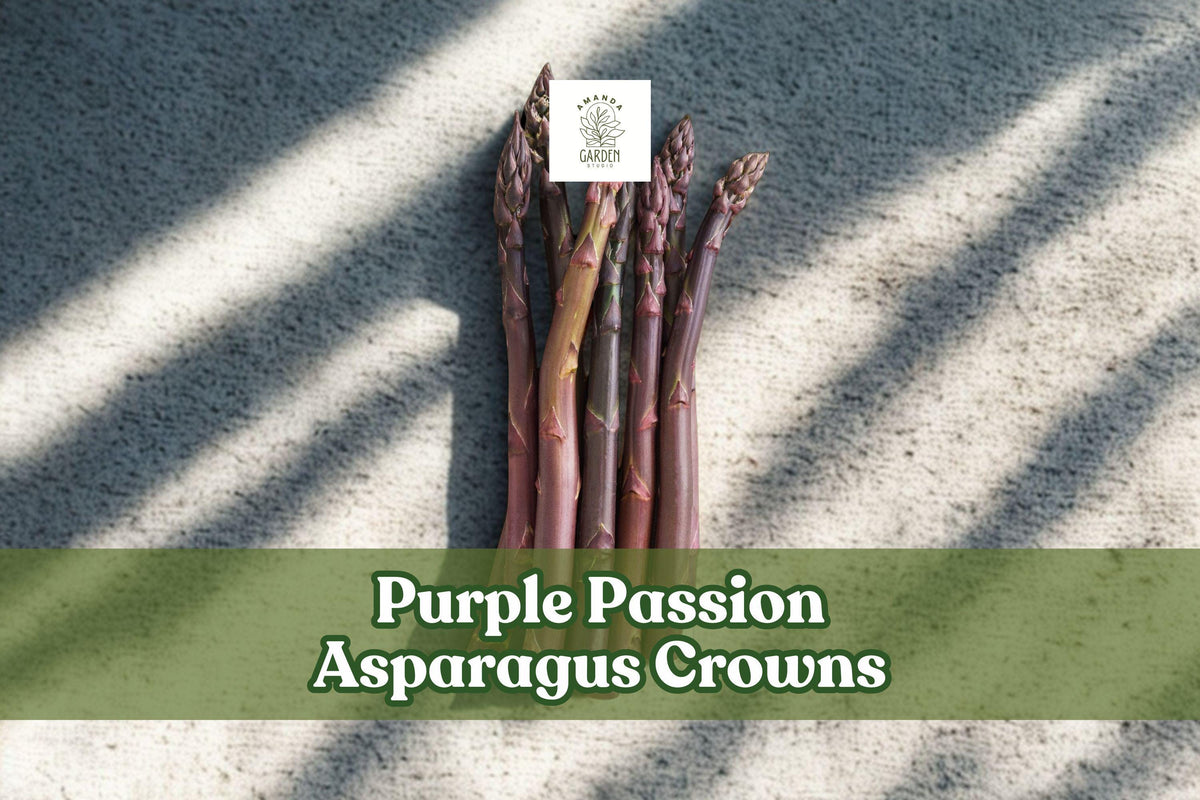 Purple Passion Asparagus Crowns – 2-Year-Old Bare Root Plants, Perennial Vegetable, Deep Purple Spears, Asparagus officinalis