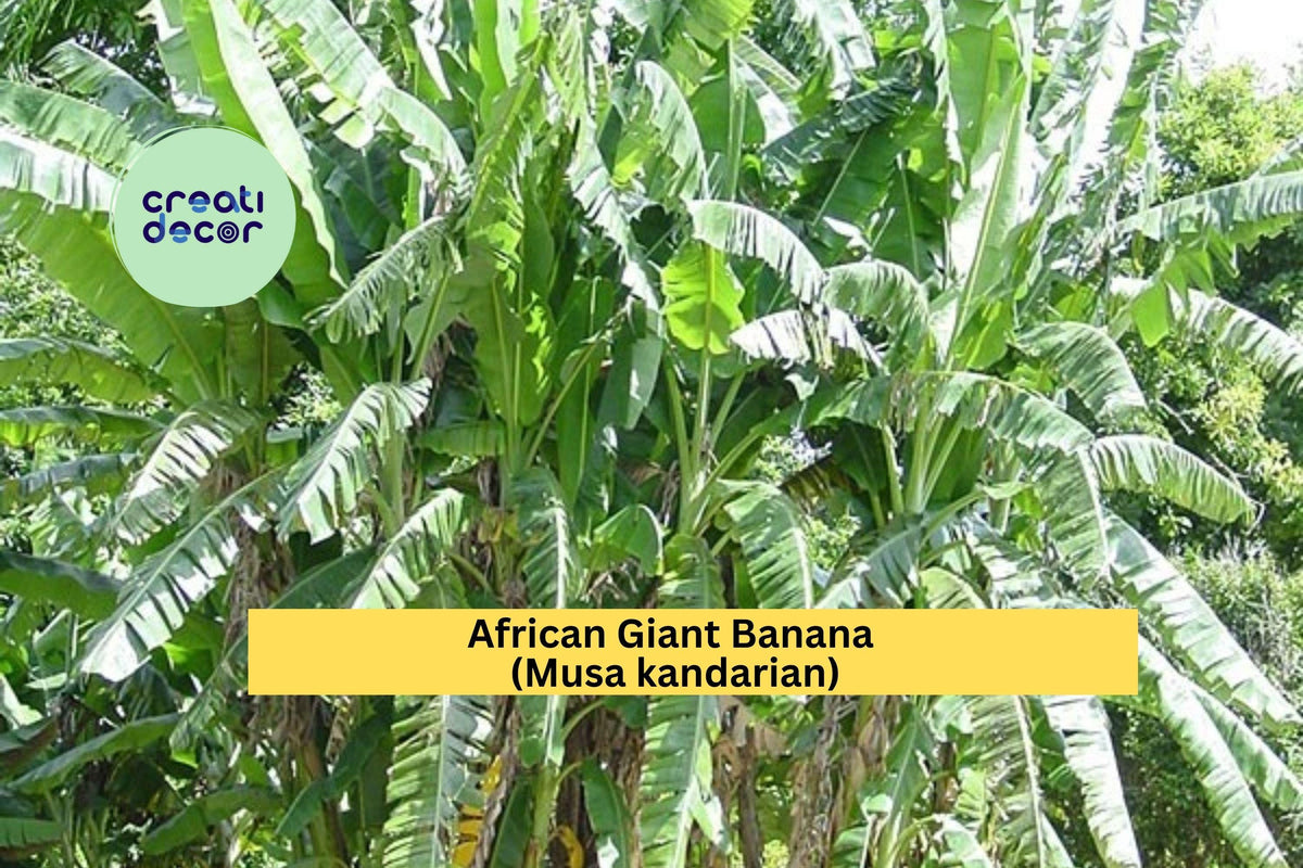 African Giant Banana Plant | Musa kandarian Rooted Starter | Tropical Fruit Tree for Garden or Container