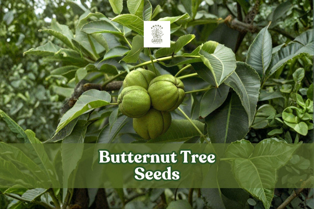 Butternut Tree Seeds Juglans cinerea White Walnut Edible Nuts Deciduous Hardwood for Reforestation & Landscaping