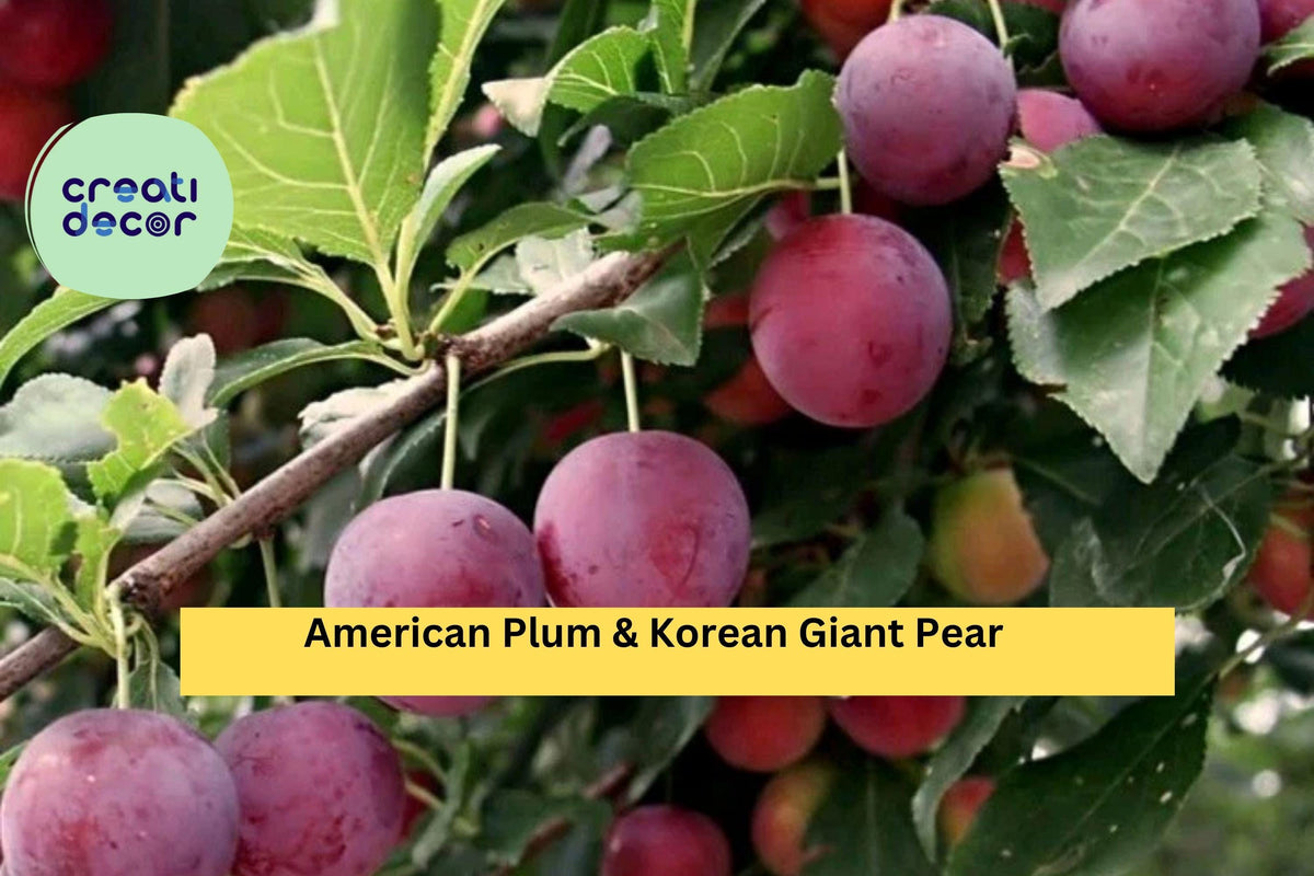 American Plum & Korean Giant Pear Grafting Cuttings – 10 Fresh Fruit Tree Scions for Rooting, Non-GMO, Hardy, Prunus americana & Pyrus pyrifolia