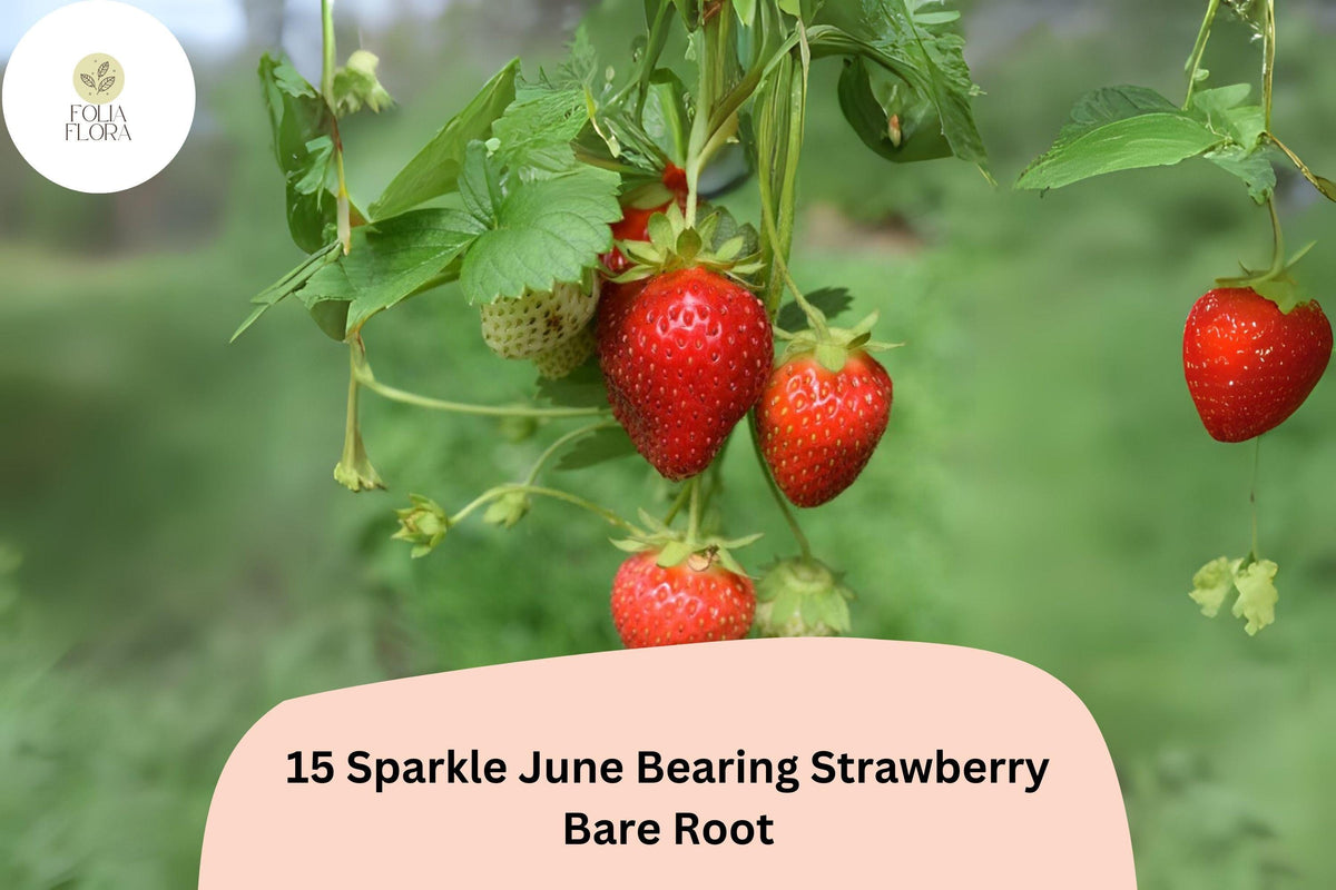 15 Live Bare Root Sparkle Strawberry Plants | June-Bearing Fragaria × ananassa Garden Fruit