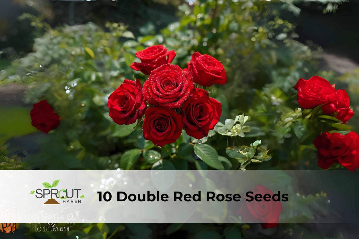 Double Red Rose Seeds | Perennial Bush, Rosa hybrid, Fragrant, Full Bloom, Garden Flowers, Hedges, Containers