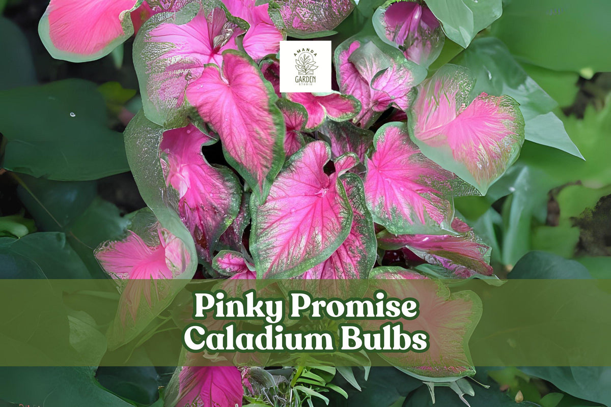 6 Pinky Promise Caladium Bulbs for Shade Gardens, Ornamental Foliage, Pink and Green Leaves, Caladium bicolor