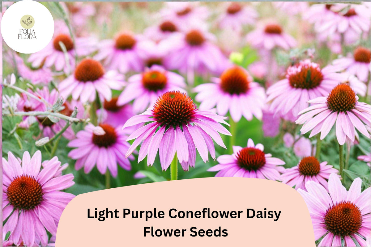 200+ Light Purple Coneflower Seeds | Echinacea purpurea Perennial Pollinator Garden Favorite