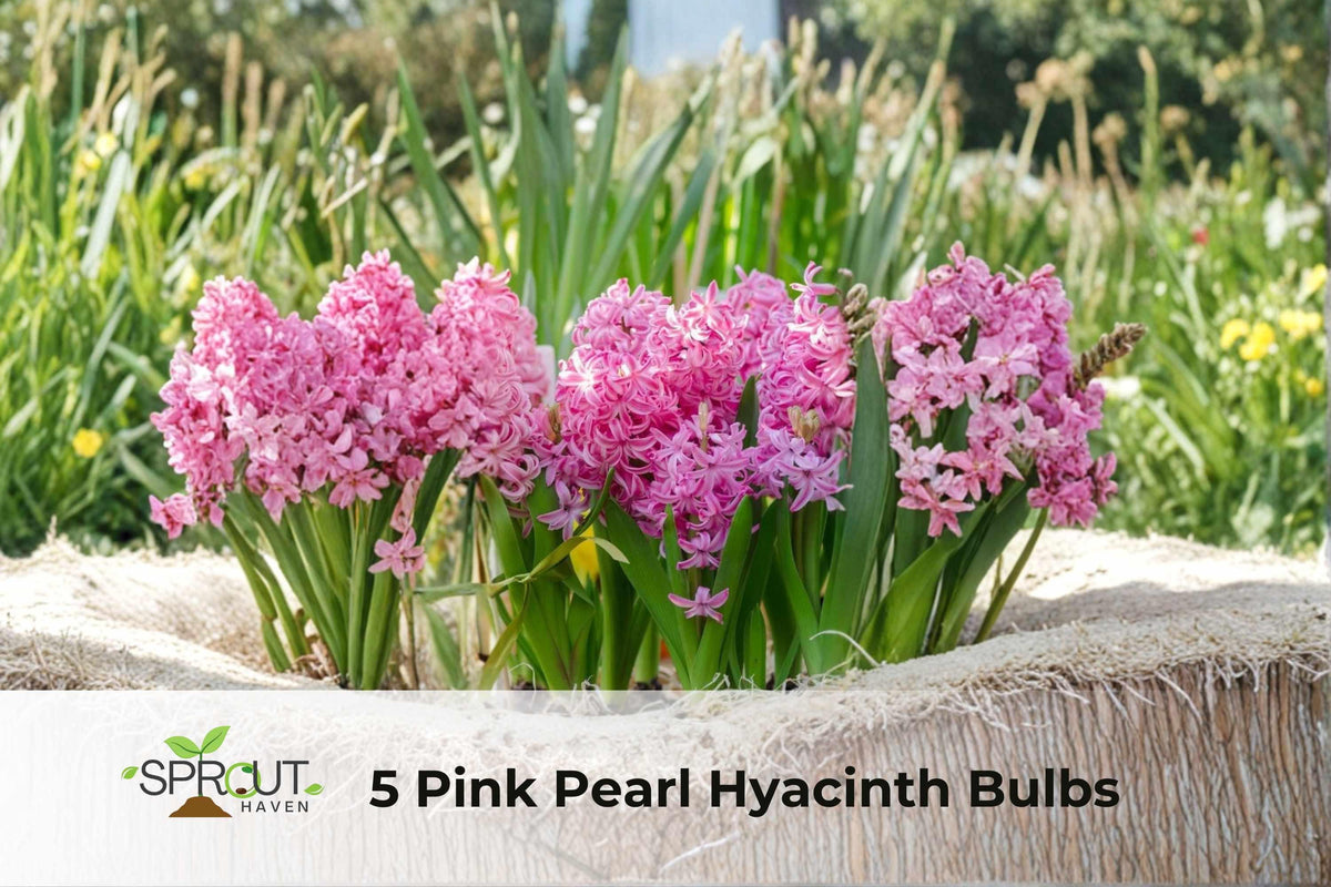 Pink Pearl Hyacinth Bulbs – Fragrant Spring-Blooming Ornamental Flowering Plants – Hyacinthus orientalis, 5 Bulbs