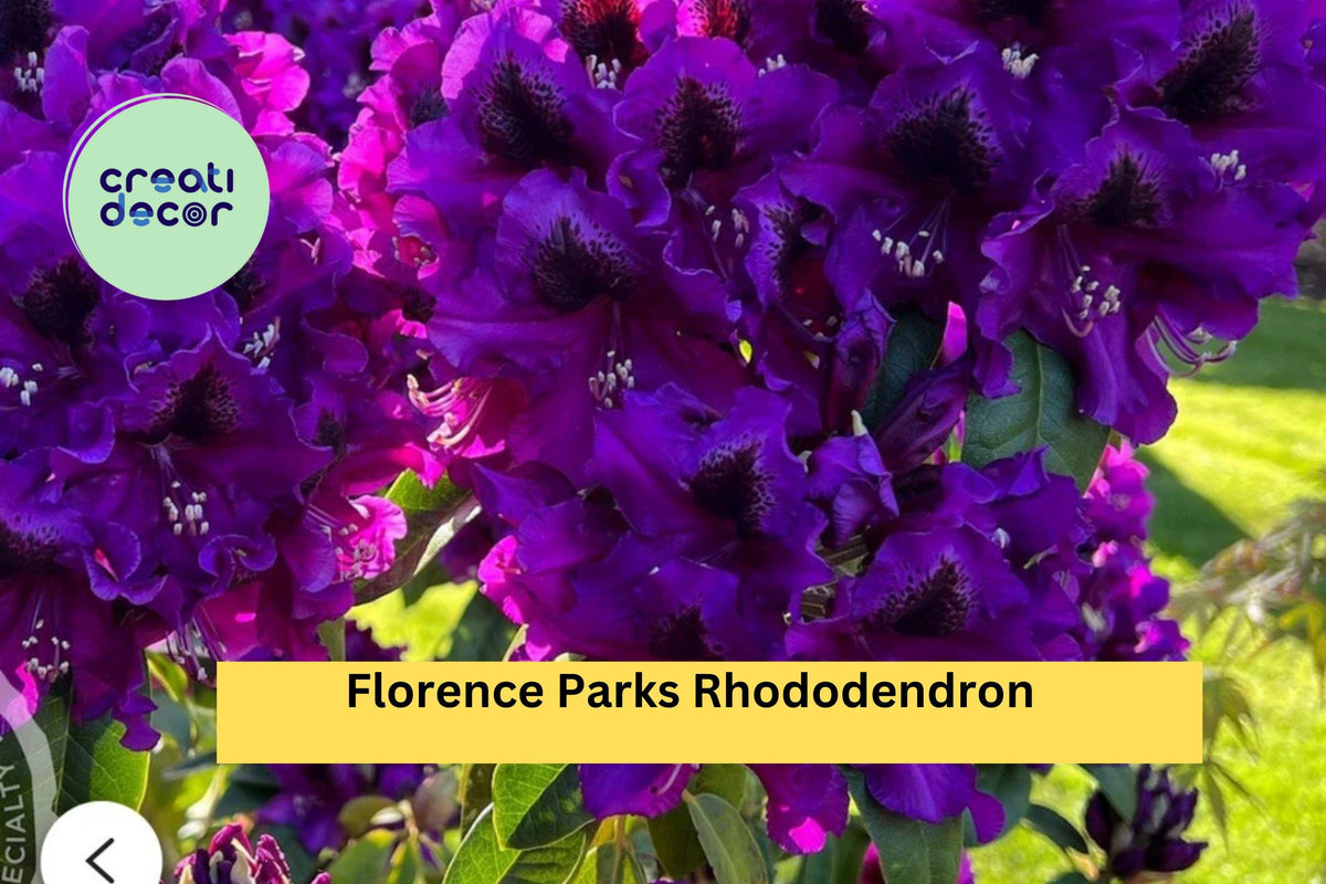 Rhododendron ‘Florence Parks’ Live Rooted Starter Plant – Evergreen Shrub with Purple Spring Blooms, Acidic Soil, Partial Shade