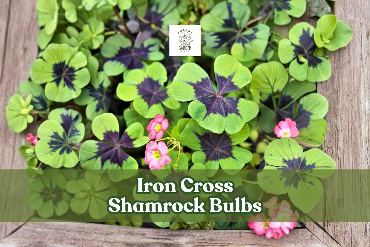 5 Iron Cross Shamrock Bulbs – Ornamental Foliage Plant with Green & Purple Leaves, Pink Flowers, Oxalis tetraphylla