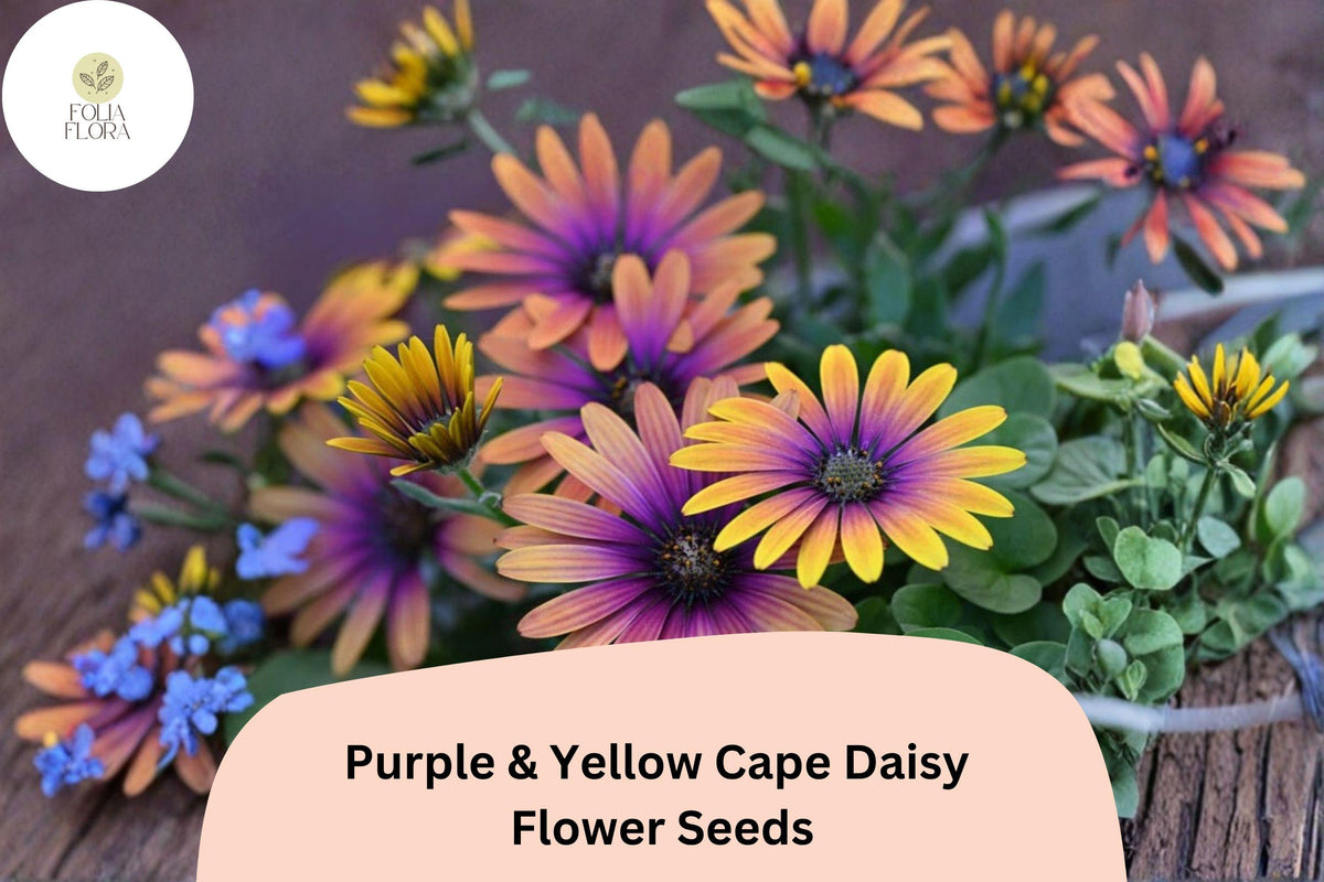 200+ Purple & Yellow Cape Daisy Seeds | Osteospermum ecklonis Bicolor Flowers for Garden, Borders & Containers