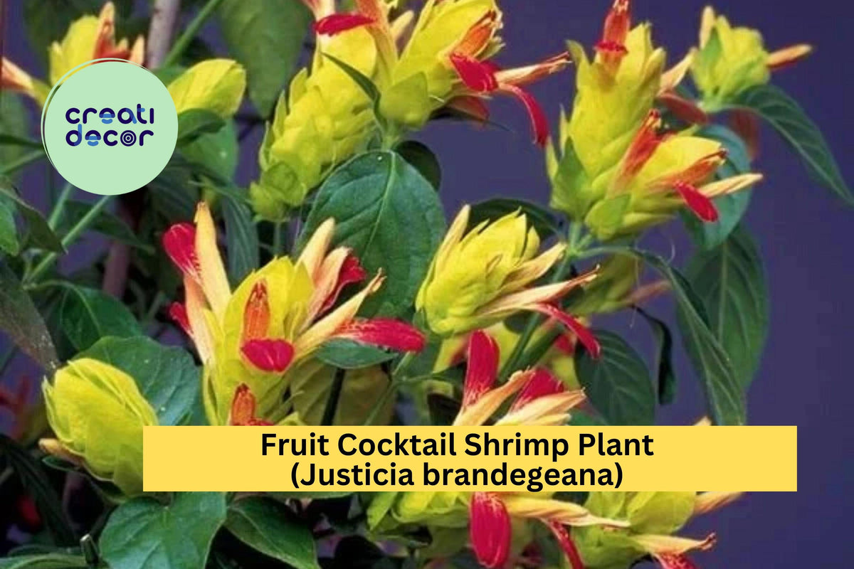 Live Rooted Fruit Cocktail Shrimp Plant Starter | Justicia brandegeana | Tropical Ornamental Flowering Perennial