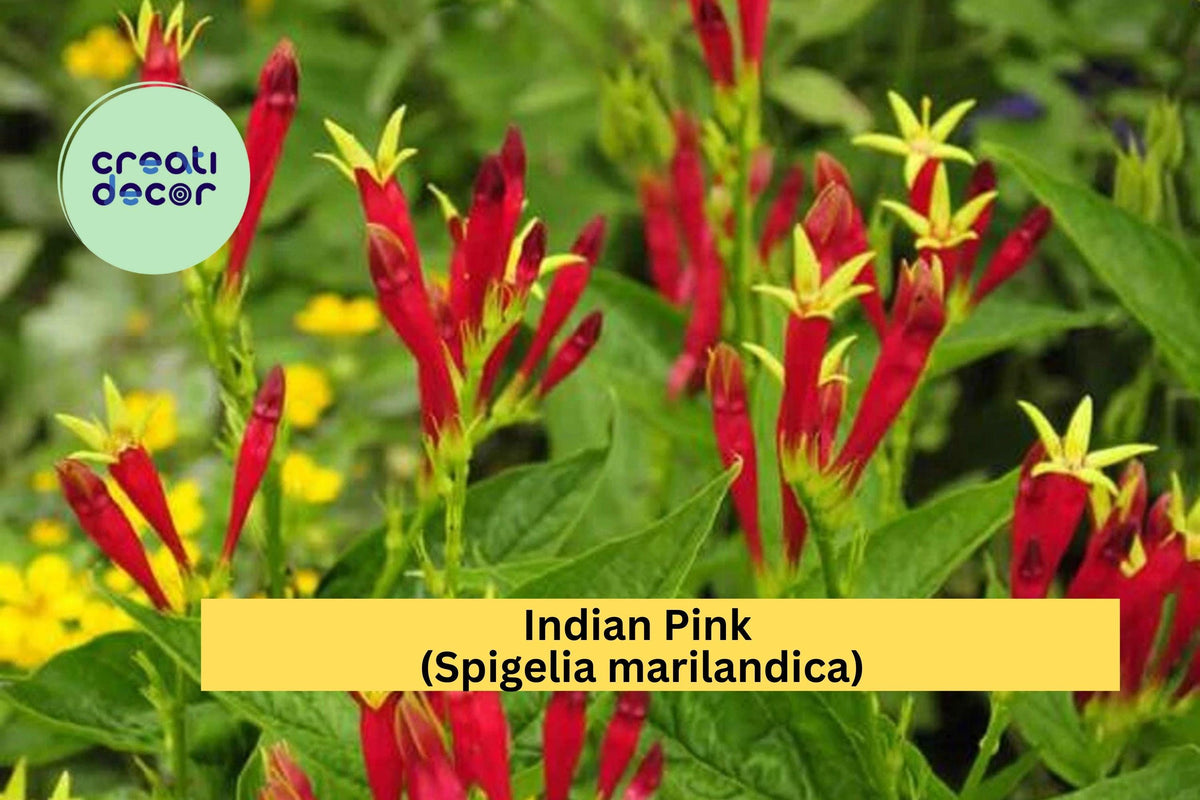 Indian Pink Plant Bare Root Perennial | Spigelia marilandica | Red Tubular Flowers for Shade Gardens & Pollinators