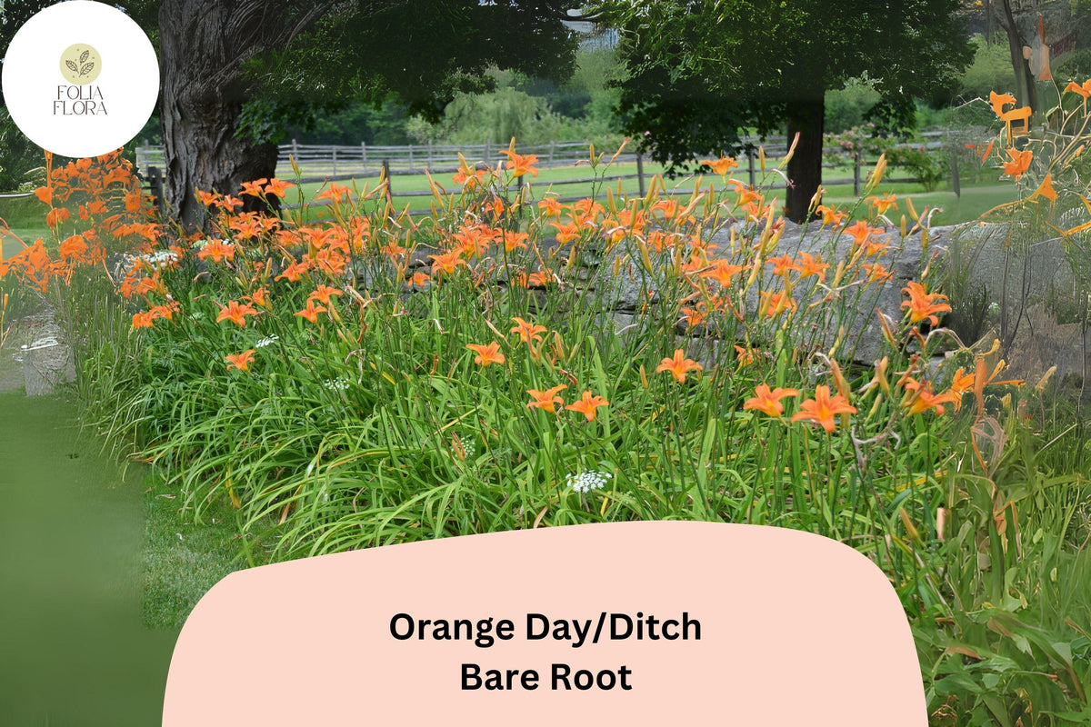 25 Bare Root Orange Daylily Plants | Hemerocallis fulva | Perennial Garden Flowers, Ditch Lilies, Vibrant Orange Blooms