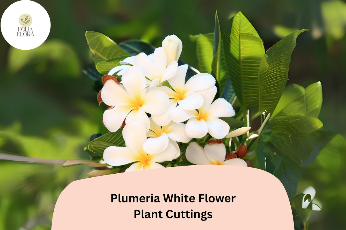 White Plumeria Cuttings – 3 Live 6-Inch Frangipani Tropical Flowering Plants, Plumeria rubra for Garden & Patio